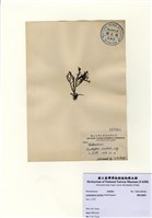 藏品(穗狀魚棲苔)的圖片